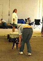 Boston Terriers